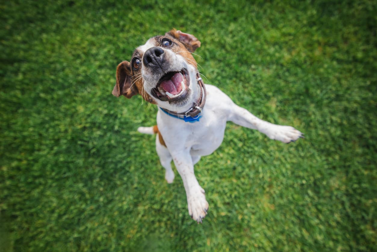 Happy dog on a clean green lawn